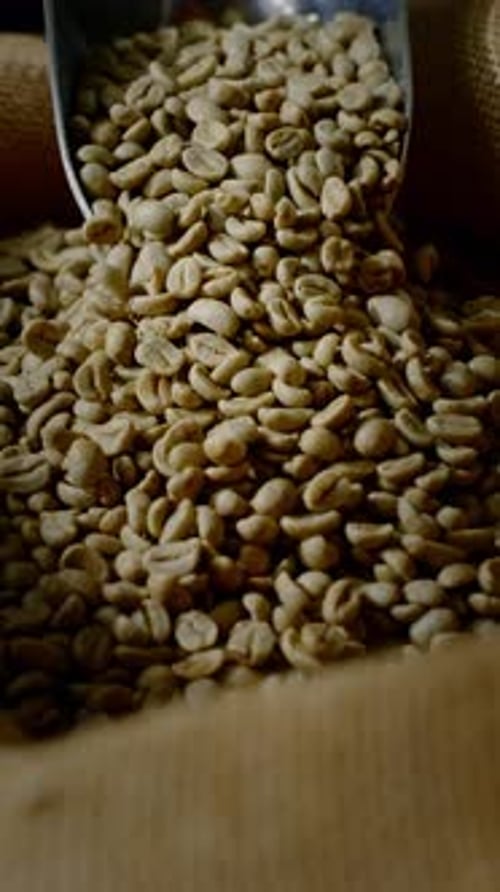 Raw Coffee Beans Pouring into Burlap Sack