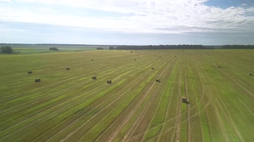Yellow field with harvested wheat and hay bales. Aerial view of the field with square bales