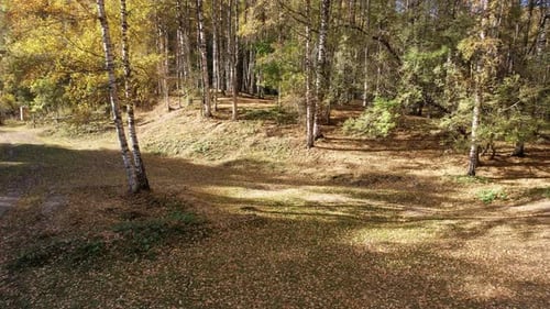 Autumn Forest