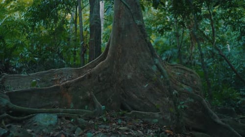 Footage of wild tree bark against a green foliage in rainforest at Malaysia.