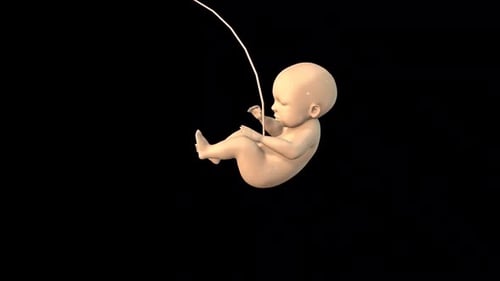 3D Human Fetus Medical Animation of Prenatal Development