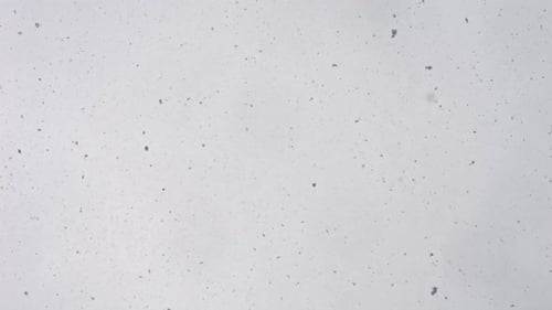 2K Schnee