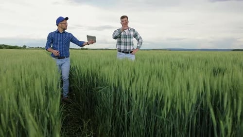 Two young farmers walking in green wheat field examining crop during the day.