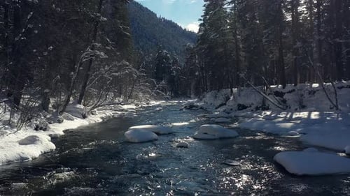 Beautiful snow scene forest in winter. Flying over of river and pine trees covered with snow.