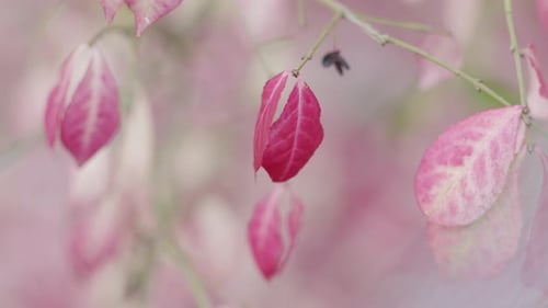 Rote Herbstblätter. Geringe Schärfentiefe.