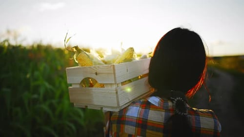 Caucasian Young Beautiful Woman Farmer Walks Through Field and Carries in Hands Box with Harvested