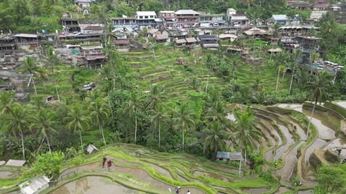 Drone view of Tegalalang Rice Terraces near Ubud in Bali, Indonesia