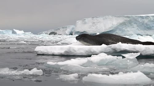 Leopard Seal resting on a floating iceberg in Antarctica