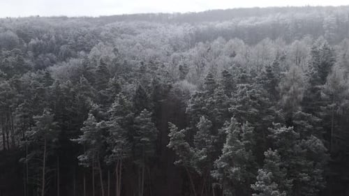Drone footage, Snowy Forest in Winter Landscape