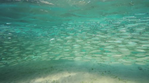 Großer Schwarm kleiner Fische im Meer