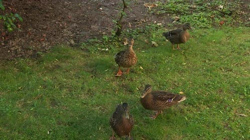 Female Mallard Ducks Walking In The Garden. - high angle