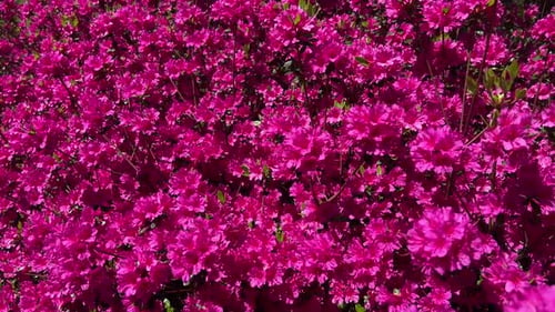 Nahaufnahme von leuchtend rosa Azaleenblüten, die im Frühling dicht in einem Garten blühen. Hell