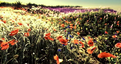Lebendiges Wildblumenfeld in voller Blüte unter strahlendem Himmel im Frühling