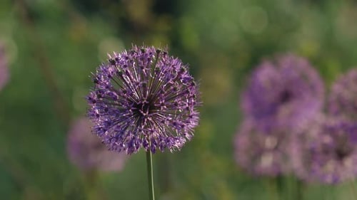 Beautiful, purple dutch onion. Onion flowers move in the wind.