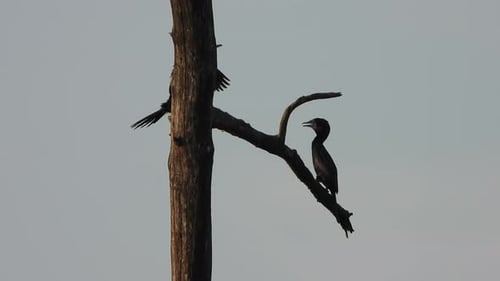 Kormoran im Baum - Teichbereich.