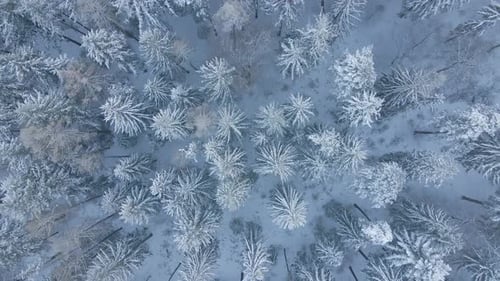 Winter Landscape with Snowy Forest