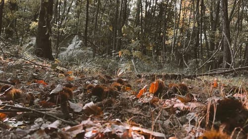 Fpv walk in chestnut forest among trees and hedgehogs. First-person low angle ground level shot