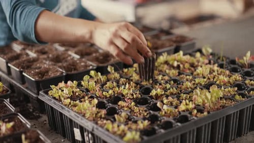 Woman Planting Seedlings in Trays in Rural Setting
