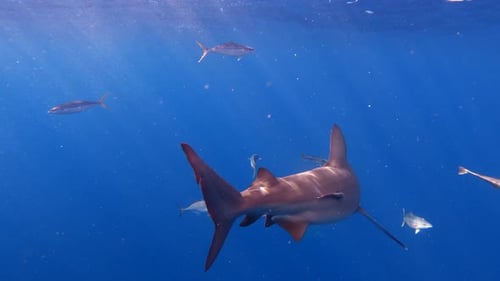 Bull shark swimming away from camera in open ocean - from behind shot