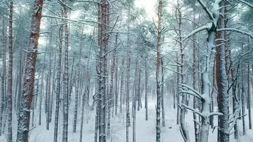 Winter Tree Forest Snow Nature Cold Travel Beautiful Weather