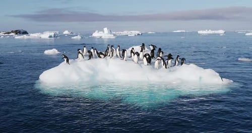 MS Adelie Penguins (Pygoscelis adeliae) on ice floe on Hope Bay / Antarctic Peninsula, Antarctica
