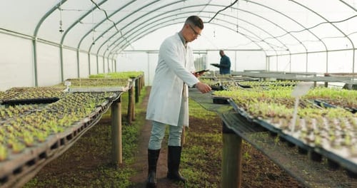 Plants, tablet and greenhouse scientist, man or agronomist for farm research