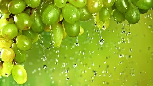 Water Flows Down From Green Grapes Filmed on a Highspeed Camera at 1000 Fps