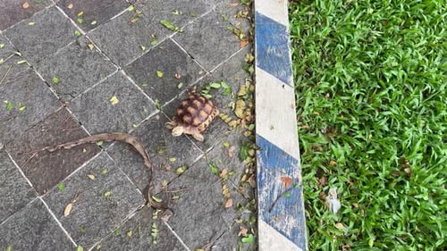 Tartaruga selvagem. Dia Mundial dos Animais.