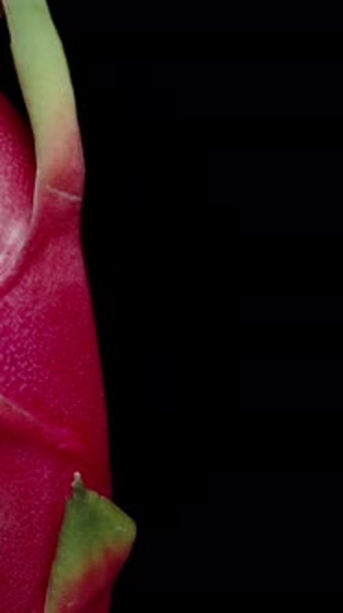 Vertical video. Half of a Pitahaya, red dragon fruit with white flesh, rotating in close-up.