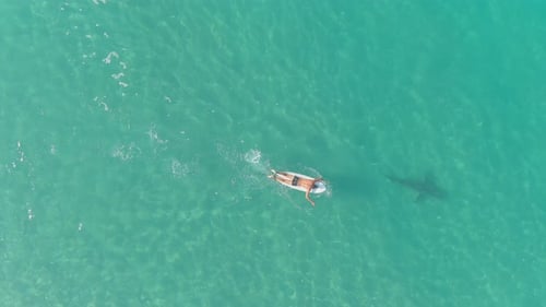 A drone view of sharks swimming in clear water, Hadera in Israel