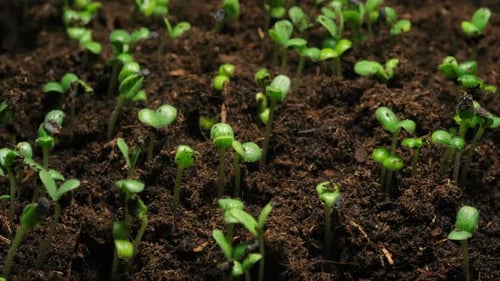 Time-Lapse of Seeds Sprouting Into Plants