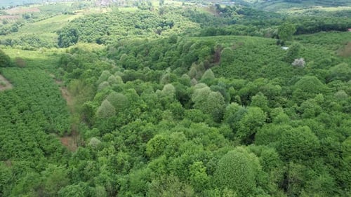 Colorful Green Trees