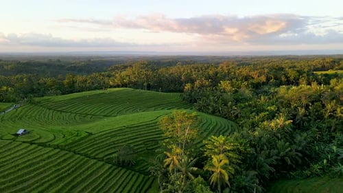 Natural Green Scenery Of The Rice Fields Of Agricultural Land In Bali, Indonesia - aerial shot