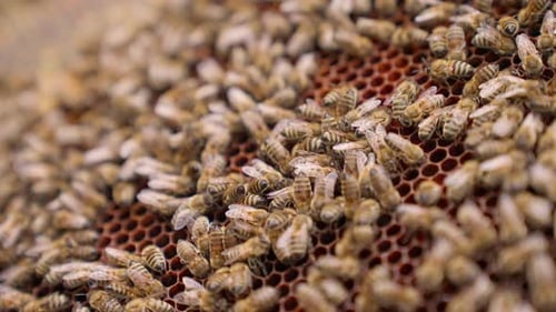 Honeybees Working Diligently on Honeycomb Frame
