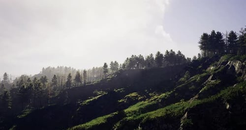 Colline verdoyante avec des pins sous un ciel lumineux pendant la journée