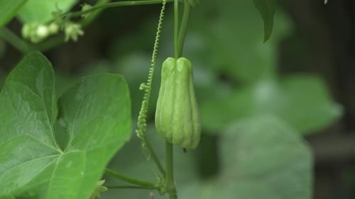 La courge est un légume cultivé sur les arbres.