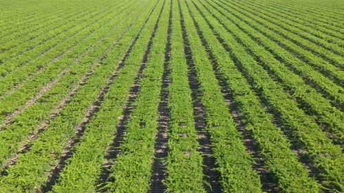 Aerial shot of rows of grape vines on a large farm in California