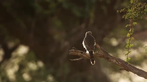 Gabar Goshawk in Kgalagadi transfrontier park, South Africa