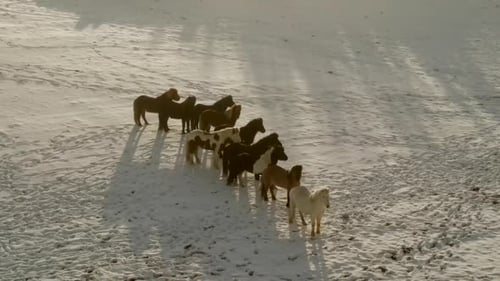Des photos aériennes prises par un Drone 4K capturent un important rassemblement de chevaux multicolores debout sur un terrain enneigé