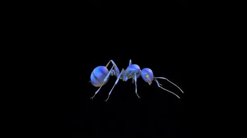 Ant Crazy Walk