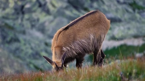 Gämse Rupicapra Rupicapra Weidewiese in den Alpen, Berge, Natur, Wildtiere, Tiere
