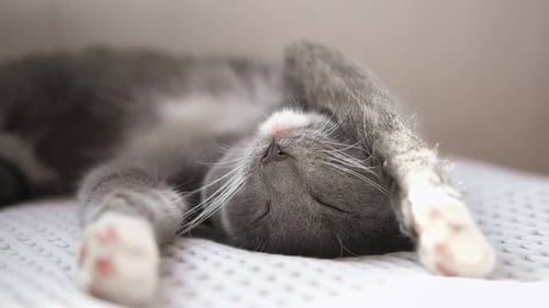 Grey Cat Sleeping Peacefully Indoors