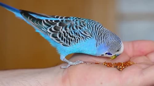 Bright Blue Parakeet Eats Seeds from Hand