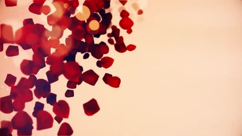 Fallende rote Rosen mit cremefarbenem Bildschirm