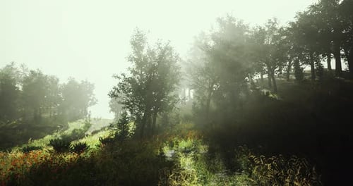 Misty Morning Landscape with Sunlight Filtering Through Dense Forest Trees