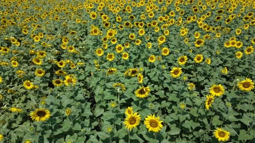 Aerial View of Sunflower Field on Sunny Day. Slow Movement Dolly Right