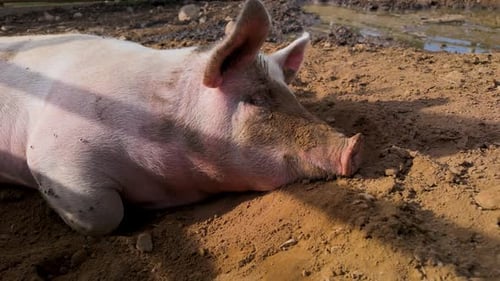 Resting pig covered in dirt in sunlight