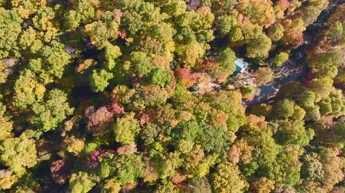 Aerial View of Lush Forest with Colorful Canopies in Autumn Woods on Sunny Day Landscape of Autumnal