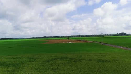 Aerial View of a Rice Field and Trees in the Background.