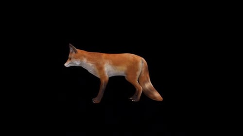 Realistic Animated Fox Walking Loop